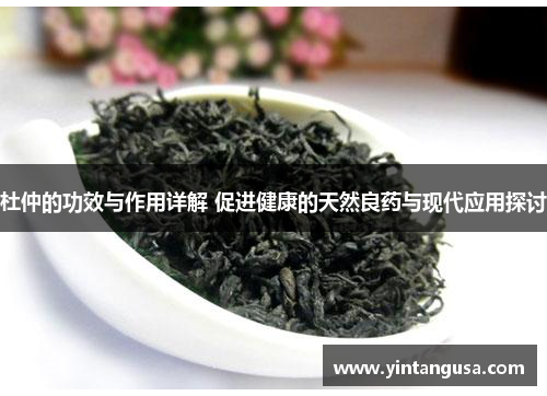 杜仲的功效与作用详解 促进健康的天然良药与现代应用探讨 杜仲的功效与作用详解 促进健康的天然良药与现代应用探讨